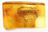 Detailed Fossil Planthopper (Fulgoroidea) In Baltic Amber #315531-1